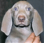 weimaraner